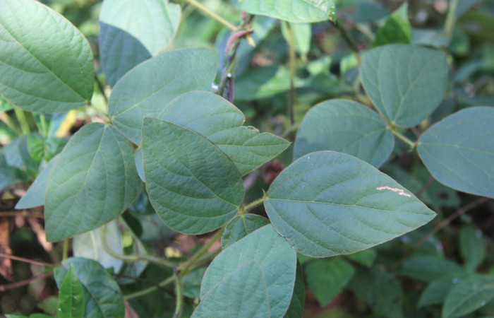 Figura 13. Planta hospedera de larva <i>Spathilepia clonius</i> (Hesperiidae), esta planta se llama <i>Calopogonium mucunoides</i> (Fabaceae), localidad Medrano, Estación Biológica Quica Sector Pitilla ACG (380m), foto: Ricardo Calero, 11 Agosto 2015.