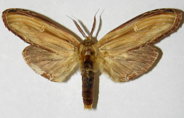 Fig. 1 Adulto vista dorsal macho <i>Truncaptera fascis</i> (Notodontidae), mide 80mm Sendero Segundo. Sector Cacao, 1180 m. 04-SRNP-35585-.DHJ310434.