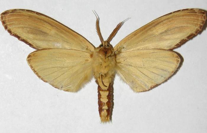 Fig. 2 Adulto vista ventral macho <i>Truncaptera fascis</i> (Notodontidae), mide 80mm Sendero Segundo. Sector Cacao, 1180 m. 290 m. 04-SRNP-35585-DHJ310435.