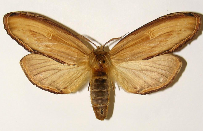 Fig. 3 Adulto vista dorsal hembra <i>Truncaptera fascis</i> (Notodontidae), mide 86mm Sendero Arenales. Sector Cacao, 1180 m. 00-SRNP-10980-DHJ302392.