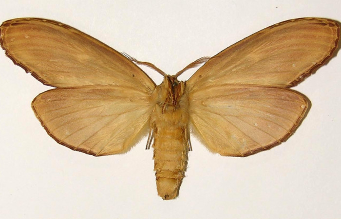 Fig. 4 Adulto vista ventral hembra <i>Truncaptera fascis</i> (Notodontidae), mide 86mm Sendero Arenales. Sector Cacao, 1180 m. 00-SRNP-10980-DHJ302393.