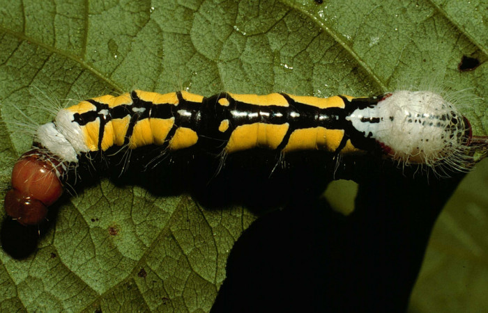 Fig. 5 Larva <i>Truncaptera fascis</i> (Notodontidae), mide 50mm Sendero Arenal. Sector Cacao, 1080m. 98-SRNP-15694-DHJ47872.
