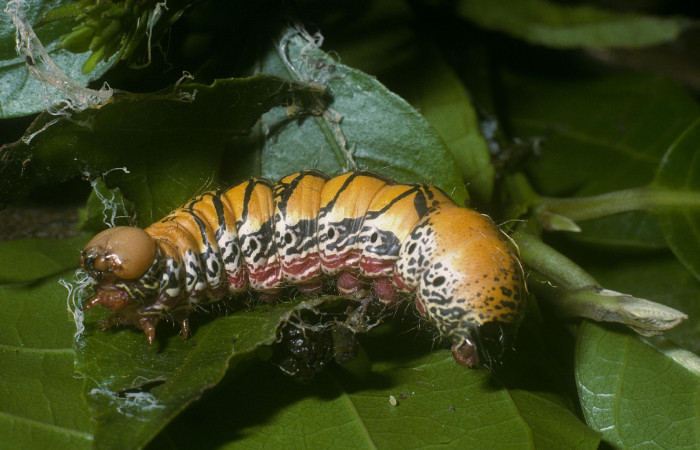 Fig. 9 Prepupa <i>Truncaptera fascis</i> (Notodontidae), mide 46mm Estacion Cacao. Sector Cacao,1150m 04-SRNP-35897-DHJ86899.