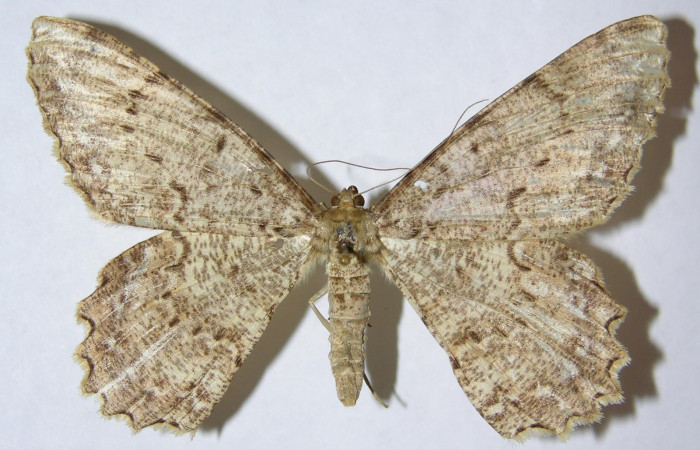 Figura 1. Adulto de <i>Epimecis conjugaria</i> (Geometridae), hembra vista dorsal, localidad Vado Río Francia Sector Rincón Rain Forest ACG (400m). Voucher: 02-SRNP-7186-DHJ324348.jpg.