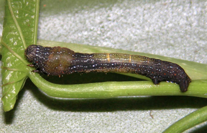 Figura 28. Larva <i>Epimecis matronaria</i> (Geometridae), vista lateral, localidad Quebrada Trigal Sector Del Oro ACG (290m). Voucher: 03-SRNP-2862-DHJ35290.jpg.