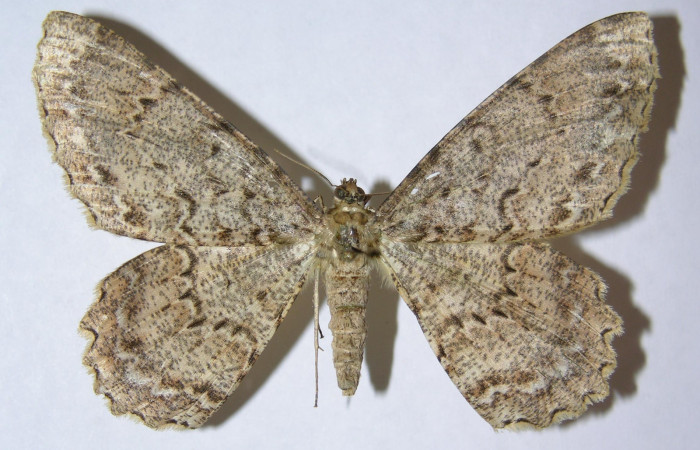 Figura 24. Adulto de <i>Epimecis conjugaria</i> (Geometridae), hembra vista dorsal, localidad Pasmompa Sector Pitilla ACG (440m). Voucher: 05-SRNP-32322-DHJ324352.jpg.