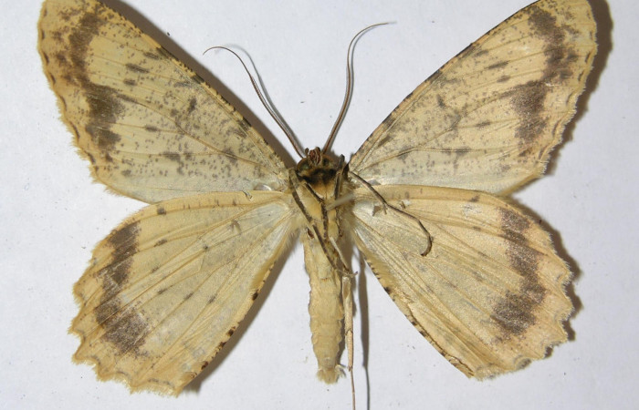 Figura 23. Adulto de <i>Epimecis conjugaria</i> (Geometridae), macho vista ventral, localidad Sendero Huerta Sector San Cristóbal ACG (527m). Voucher: 05-SRNP-4678-DHJ324363.jpg.