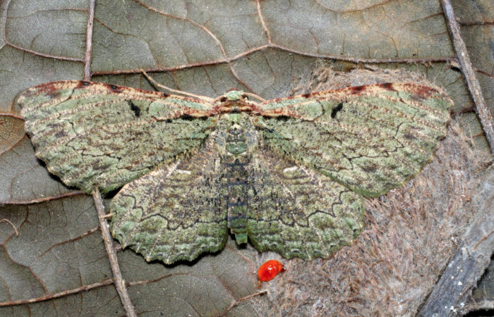 Figura 12. Adulto de <i>Ergavia carinenta</i> (Geometridae), vista dorsal, localidad Quebrada Romero Sector Del Oro ACG (490m). Voucher: 06-SRNP-22649-DHJ424823.jpg.