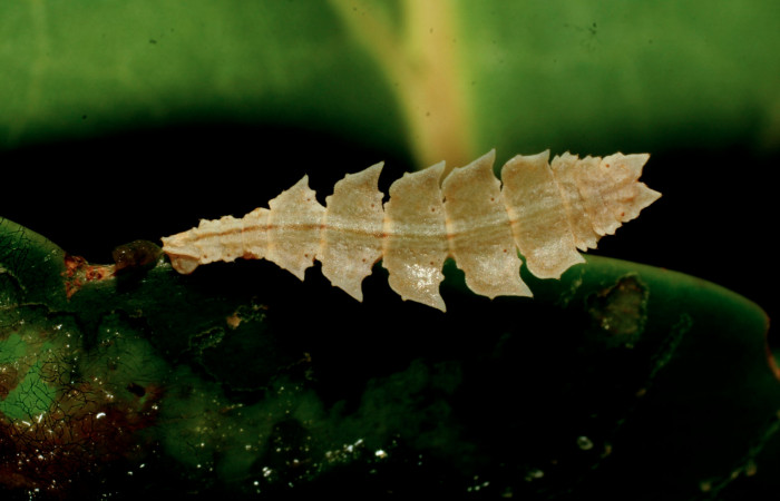Figura 17. Larva de <i>Tachyphyle hamata</i> (Geometridae), vista dorsal, localidad Estación Pitilla Sector Pitilla ACG (675m). Voucher: 09-SRNP-32084-DHJ458941.jpg.