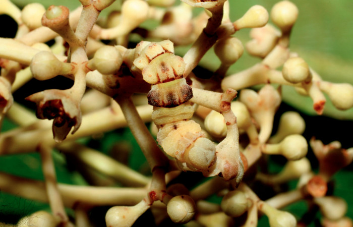 Figura 11. Larva <i>Nemoria</i> Janzen05 (Geometridae), vista dorsal, localidad Estación Cacao Sector Cacao ACG (1150m). Voucher: 09-SRNP-36167-DHJ456665.jpg.