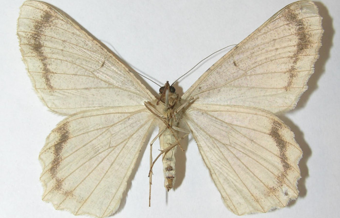 Figura 31. Adulto de <i>Epimecis matronaria</i> (Geometridae), vista ventral, localidad Sendero Puertas Sector Del Oro ACG (400m). Voucher: 10-SRNP-22187-DHJ540961.jpg.