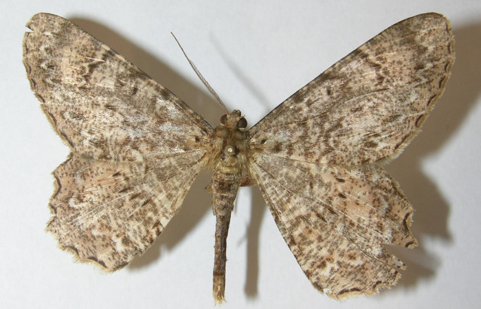 Figura 30. Adulto de <i>Epimecis matronaria</i> (Geometridae), vista dorsal, localidad Cerro Góngora Pelado Sector Mundo Nuevo ACG (740m). Voucher: 10-SRNP-56451-DHJ541532.jpg.
