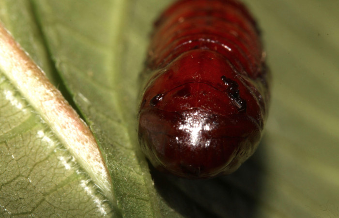 Figura 21. Pupa de <i>Epimecis conjugaria</i> (Geometridae), vista frontal, localidad Pasmompa Sector Pitilla ACG (440m). Voucher: 13-SRNP-30873-DHJ701183.jpg.