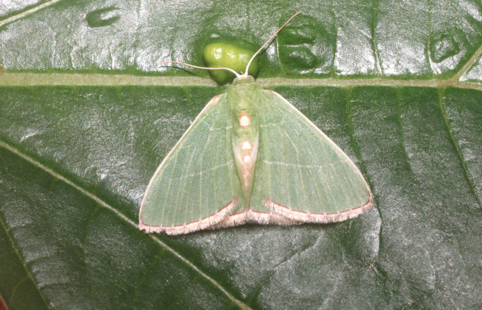 Figura 13. Adulto de <i>Nemoria marielosae</i> (Geometridae), vista dorsal, localidad Punta Plancha Sector Mundo Nuevo ACG (420m). Voucher: 14-SRNP-56749-DHJ492284.jpg.