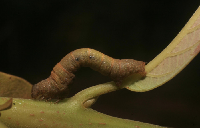 Figura 18. Larva de <i>Epimecis conjugaria</i> (Geometridae), penúltimo estadío (PU) vista lateral, localidad Chayito Estación Leiva Sector Rincón Rain Forest ACG (470m). Voucher: 14-SRNP-81303-DHJ714464.jpg.