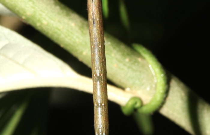 Figura 8. Larva <i>Thysanopyga cermala</i> (Geometridae), vista dorsal, localidad Sendero Rótulo Sector Pitilla ACG (510m). Voucher: 17-SRNP-31179-DHJ736759.jpg.