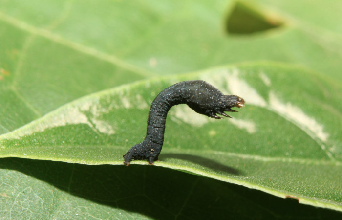 Figura 29. Larva <i>Epimecis matronaria</i> (Geometridae), vista lateral, localidad Medrano Estación Quica Sector Pitilla ACG (380m). Voucher: 17-SRNP-70758-DHJ737198.jpg.