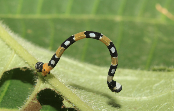 Figura 15. Larva de <i>Pseudasellodes fenestraria</i> (Geometridae), vista lateral, localidad Sendero Manguera Estación Biològica Quica Sector Rincón Pitilla ACG (470m). Voucher: 17-SRNP-71122-DHJ737654.jpg.