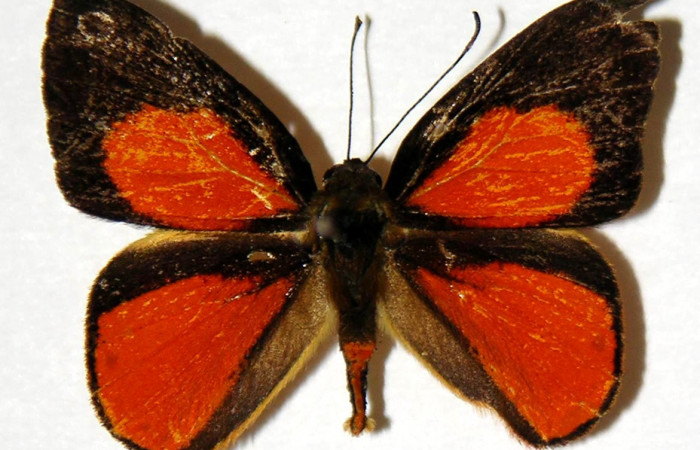 Figura 9. Adulto de <i>Euselasia chrysippe</i> (Riodinidae), macho vista dorsal, localidad Rio Blanco Abajo Sector San Cristóbal ACG (500m). Voucher: 01-SRNP-3675-DHJ321104.jpg.