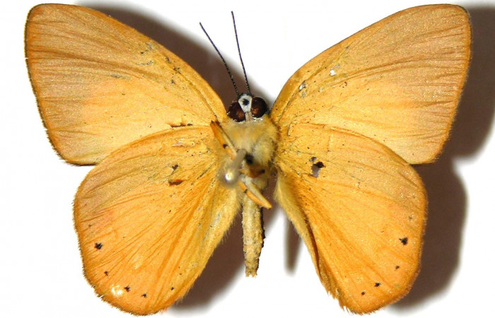 Figura 10. Adulto de <i>Euselasia chrysippe</i> (Riodinidae), macho vista ventral, localidad Sendero Mismo Sector Pitilla ACG (680m). Voucher: 04-SRNP-55189-DHJ305811.jpg.