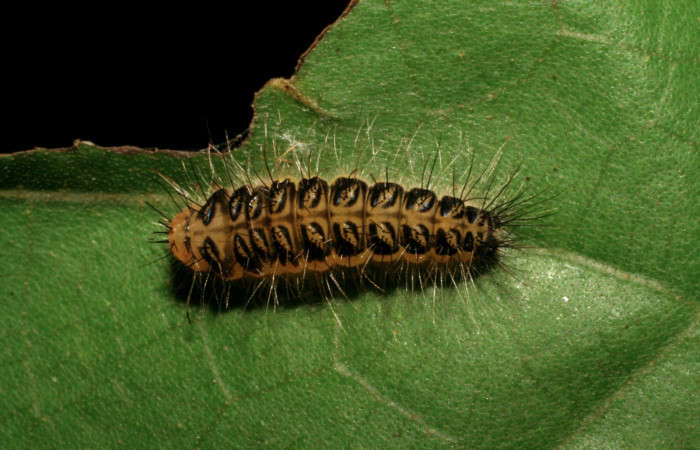 Figura 7. Larva <i>Euselasia chrysippe</i> (Riodinidae), en estado de prepupa vista dorsal, localidad Sendero Huerta Sector San Cristóbal ACG (527m). Voucher: 05-SRNP-8117-DHJ405564.jpg.