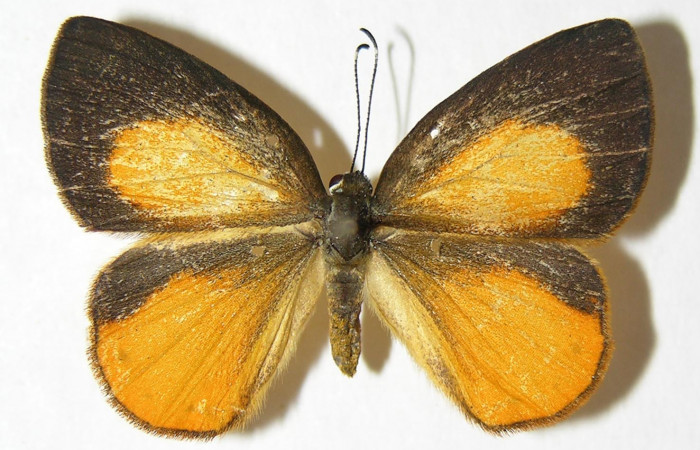 Figura 11. Adulto de <i>Euselasia chrysippe</i> (Riodinidae), hembra vista dorsal, localidad Estación Caribe Sector Rincón Rain Forest ACG (415m). Voucher: 06-SRNP-41492-DHJ343154.jpg.