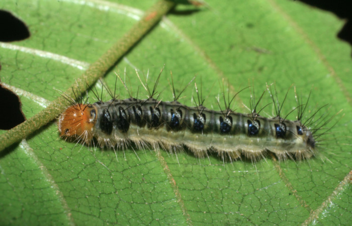 Figura 5. Larva <i>Euselasia chrysippe</i> (Riodinidae), último estadío (U) vista lateral, localidad Sendero Orosilito Sector Pitilla ACG (900m). Voucher: 08-SRNP-31265-DHJ439971.jpg.