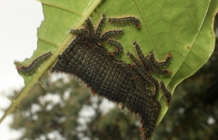 Figura 6. Larvas <i>Euselasia chrysippe</i> (Riodinidae), último estadío (U) vista dorsal, localidad Estación Caribe Sector Rincón Rain Forest ACG (415m). Voucher: 11-SRNP-41557-DHJ483010.jpg.