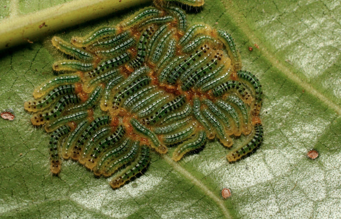 Figura 2. Larvas <i>Euselasia chrysippe</i> (Riodinidae), tercer estadío (PPU) vista dorsal, localidad Quebradona Estación Biológica Quica Sector Pitilla ACG (475m). Voucher: 11-SRNP-71770-DHJ484567.jpg.