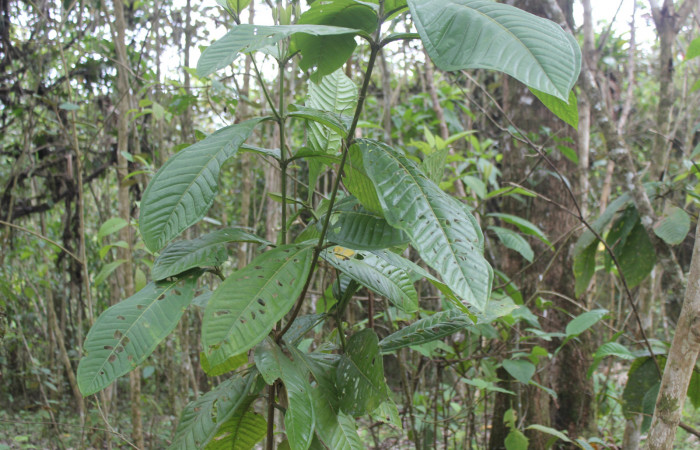 Figura 13. Planta hospedera de <i>Euselasia chrysippe</i> (Riodinidae), esta planta se llama <i>Miconia trinervia</i> (Melastomataceae), localidad Estación Biológica Quica Sector Pitilla ACG (470m).