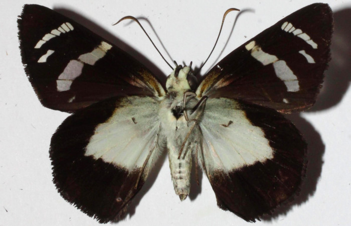 Fig.3. Adulto de <i>Entheus</i> Burns02. Hembra vista ventral. Voucher : 16-SRNP-30016-DHJ921003.jpg.