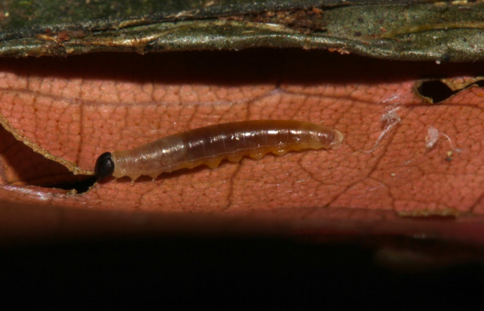 Fig.8. Larva de <i>Entheus</i> Burns01 el primer estadio. Voucher : 19-SRNP-31569-DHJ766639.jpg.