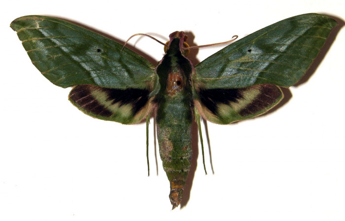 Fig. 10 Vista dorsal del macho <i>Xylophanes belti</i> (Sphingidae). (04-SRNP-30625-DHJ91856).