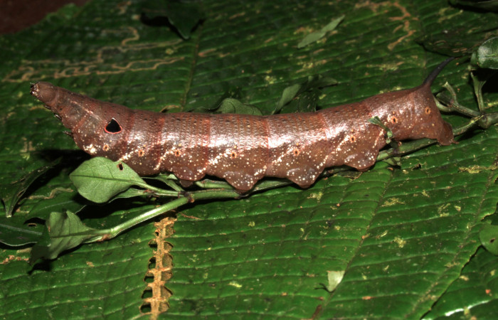 Fig. 13 Vista lateral de <i>Xylophanes cyrene</i> (Sphingidae). Sobre <i>Psychotria chagrensis</i> (Rubiaceae). (17-SRNP-30073-DHJ735960.jpg)