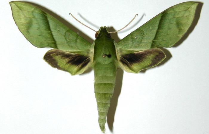 Fig. 3 Vista dorsal del macho <i>Xylophanes tyndarus</i> (Sphingidae). (04-SRNP-22235-DHJ304388).