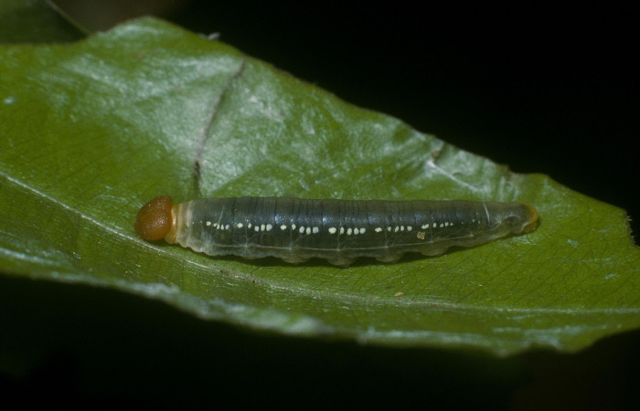 Fig.10. Larva de <i>Entheus</i> Burns03 en penúltimo estadio. Voucher :04-SRNP-55947-DHJ87536.jpg.