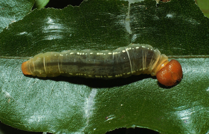 Fig.13. Larva de <i>Entheus</i> Burns03 en último estadio. Voucher : 03-SRNP-6131-DHJ74348.jpg.