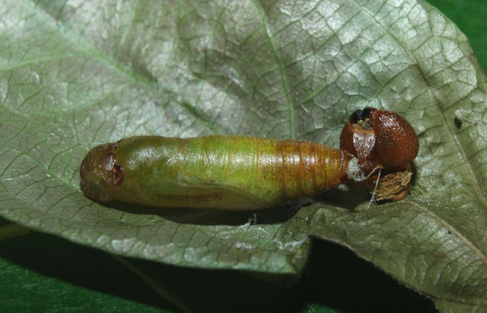 Fig.14. Pupa de <i>Entheus</i> Burns02. Voucher : 16-SRNP-70997-DHJ733209.jpg.