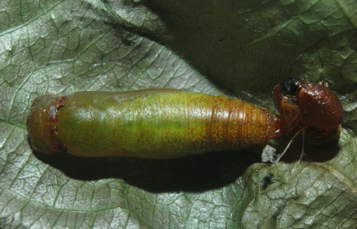 Fig.15. Pupa de <i>Entheus</i> Burns02. Voucher : 16-SRNP-70997-DHJ733215.jpg.