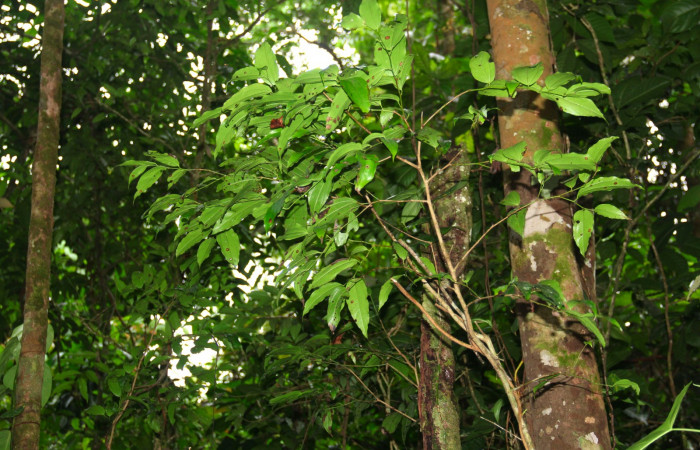 Fig.16. Mostrando arbusto y corteza de <i>Matudaea trinervia</i>, planta hospedera de <i>Entheus</i> Burns02. 