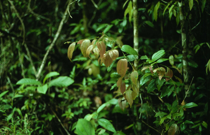 Fig.17. Mostrando brotes de <i>Matudaea trinervia</i>, planta hospedera de <i>Entheus</i> Burns02. Voucher : 01-SRNP-9788-DHJ58674.jpg. 