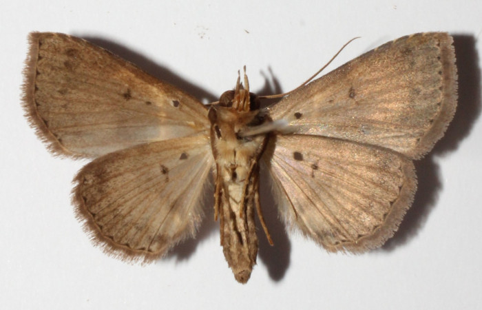 Fig.10 Adulto <i>Antiblemma lacteigera</i> ventral. macho. Voucher; 15-SRNP-80080-DHJ905729.jpg