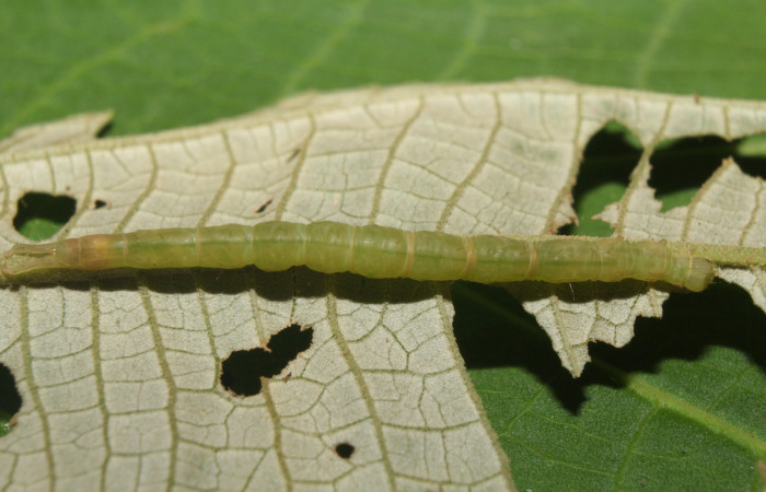 Fig.1 Larva <i>Antiblemma lacteigera</i>  en penúltimo estadío mostrando la parte lateral.  Voucher: 17-SRNP-71443-DHJ738068.jpg