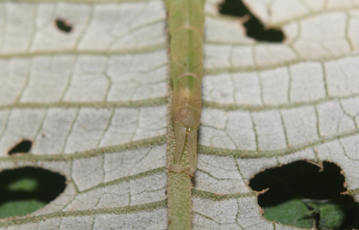 Fig.2 Larva  <i> Antiblemma lacteigera</i> en último estadío mostrando la parte propatas, caracteristica. importante de la familia Erebidae Voucher: 17-SRNP-71443-DHJ738074.jpg