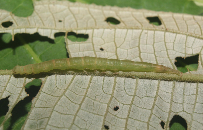 Fig .4  Larva <i>Antiblemma lacteigera</i>  en último estadio mostrando parte lateral últimos segmentos. Voucher: 17-SRNP-71443-DHJ738069.jpg