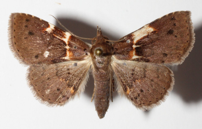 Fig.9 Adulto <i>Antiblemma lacteigera</i>  dorsal. macho. Voucher:  15-SRNP-80080-DHJ905728.jpg