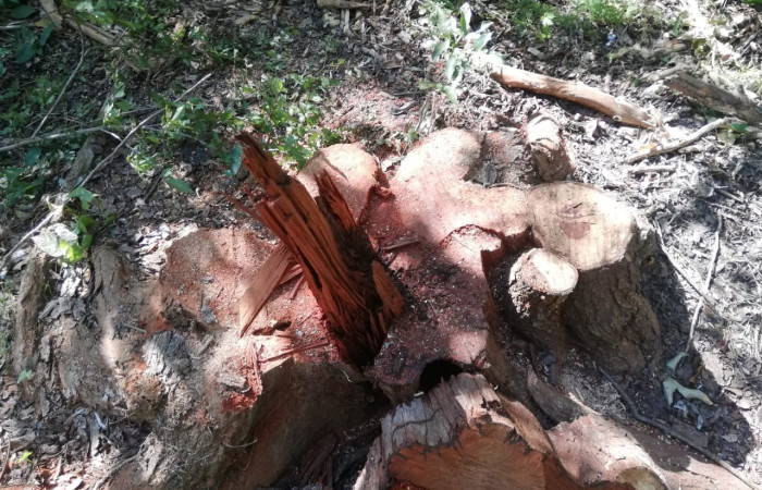 03 de octubre 2019  Foto: Brigada de Control, Seguimiento y Aprovechamiento Forestal del ACG  Bagaces