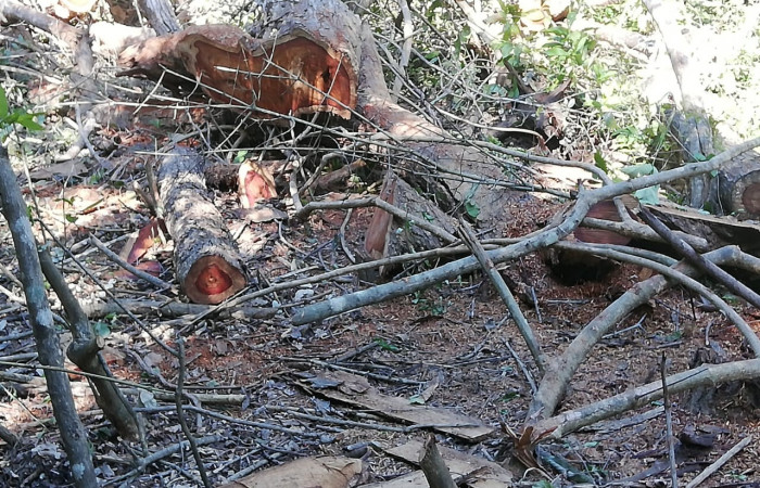 03 de octubre 2019  Foto: Brigada de Control, Seguimiento y Aprovechamiento Forestal del ACG  Bagaces