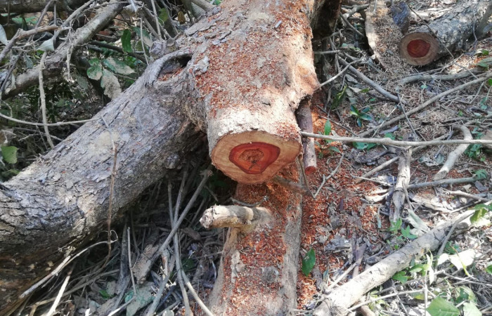 03 de octubre 2019  Foto: Brigada de Control, Seguimiento y Aprovechamiento Forestal del ACG  Bagaces