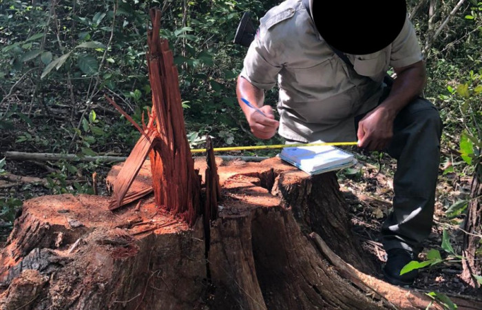 03 de octubre 2019  Foto: Brigada de Control, Seguimiento y Aprovechamiento Forestal del ACG  Bagaces